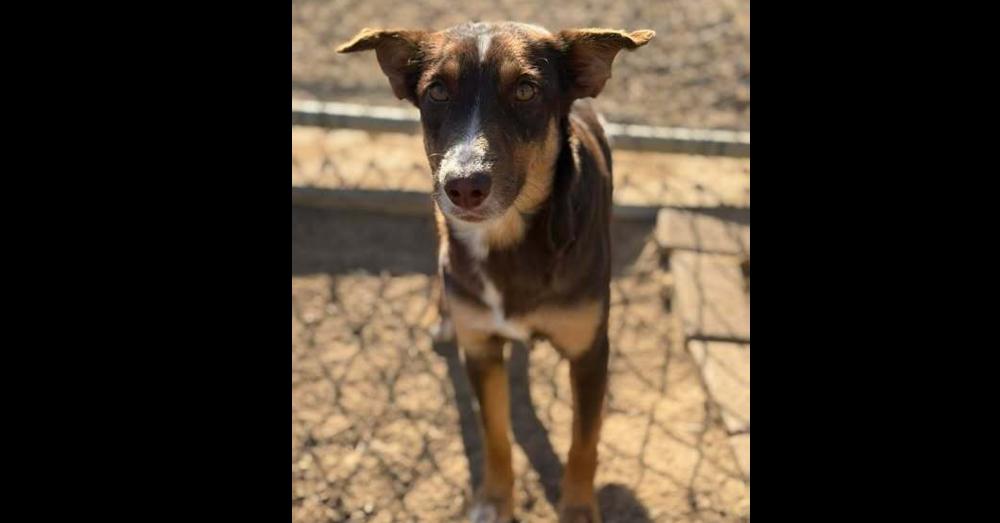 Lacy (CP) — thumbnail 3