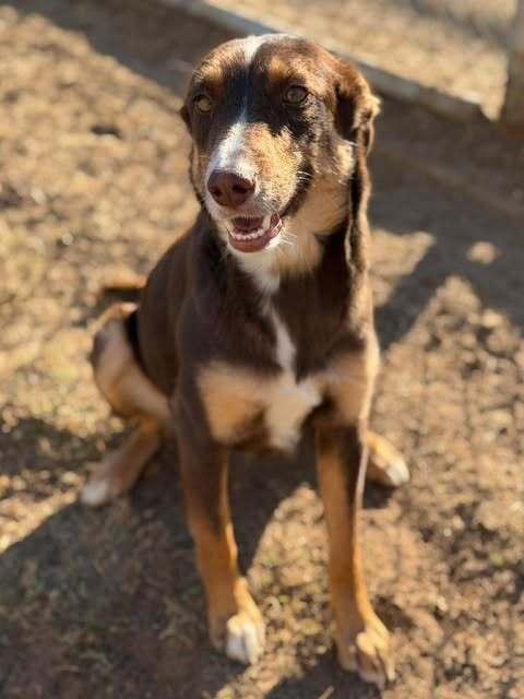 Lacy (CP) — thumbnail 5