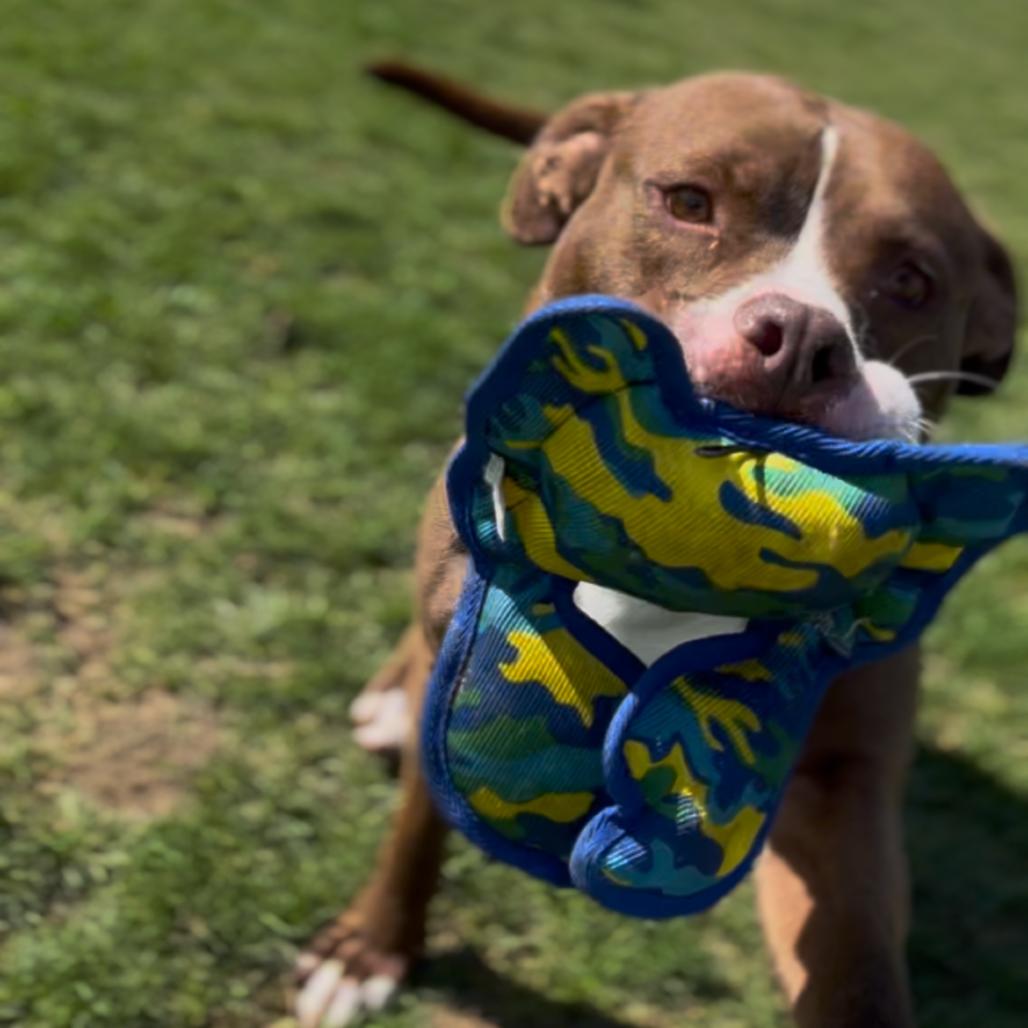 Whistle, Adoptable, Adult Male Pit Bull Terrier & Mixed Breed.