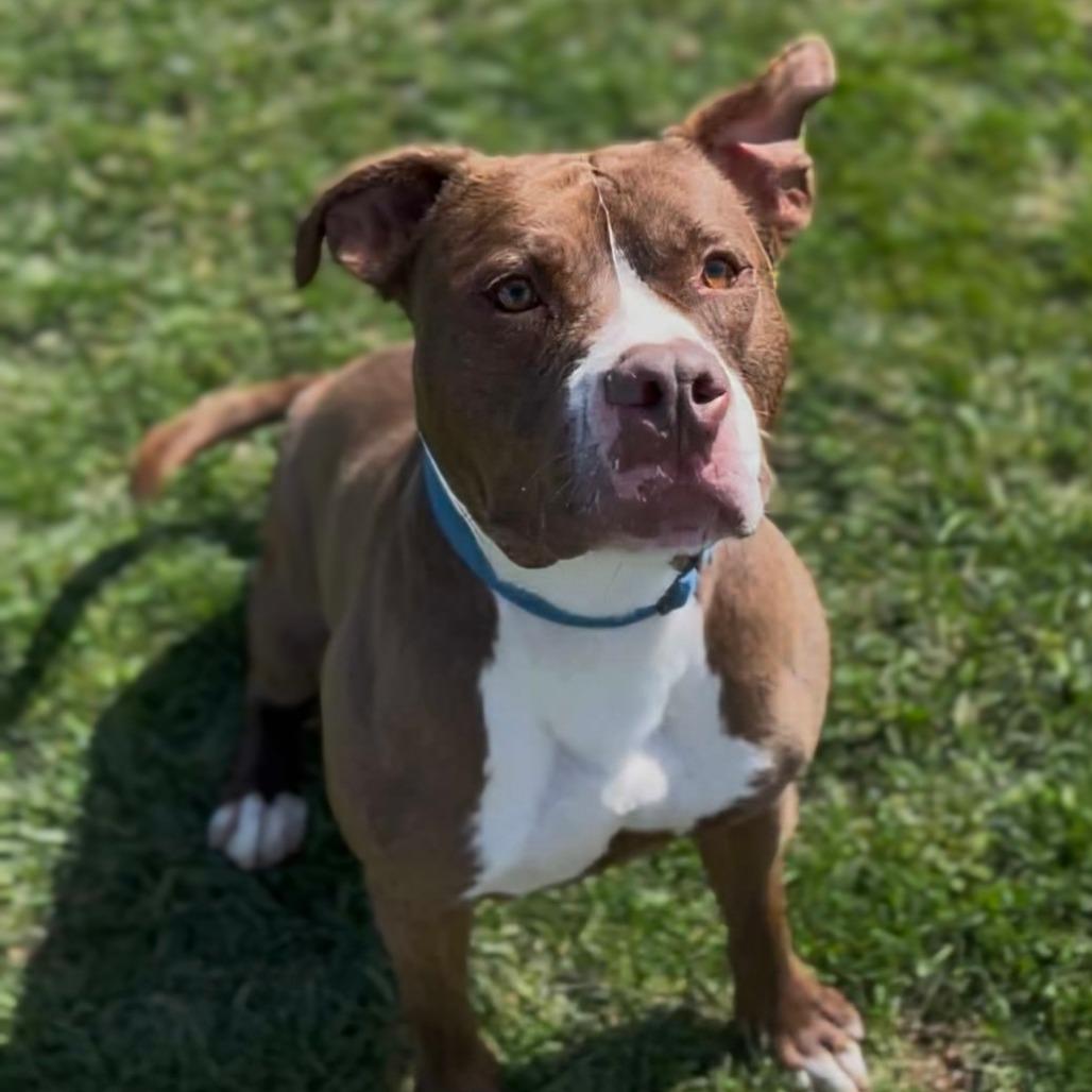 Whistle, Adoptable, Adult Male Mixed Breed.