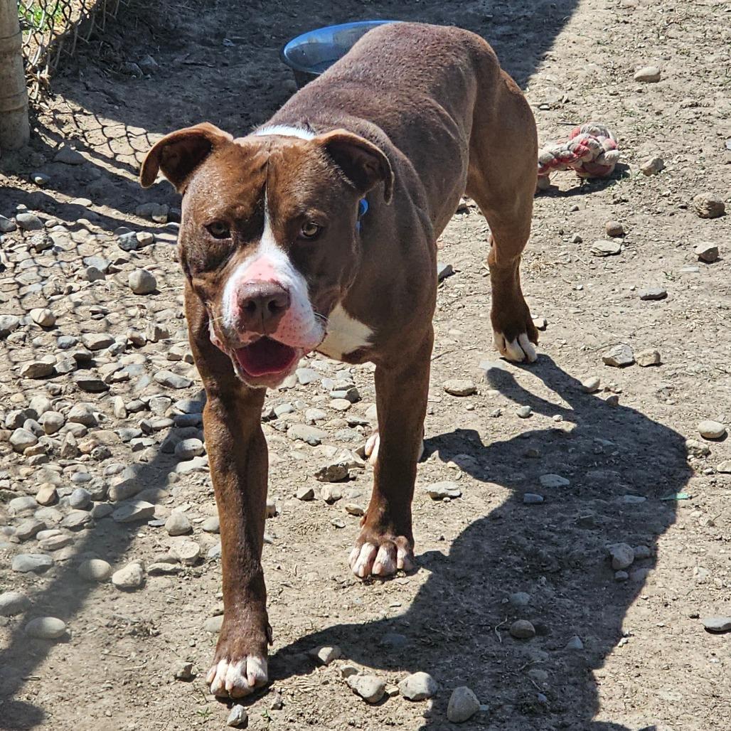 Whistle, Adoptable, Adult Male Mixed Breed.