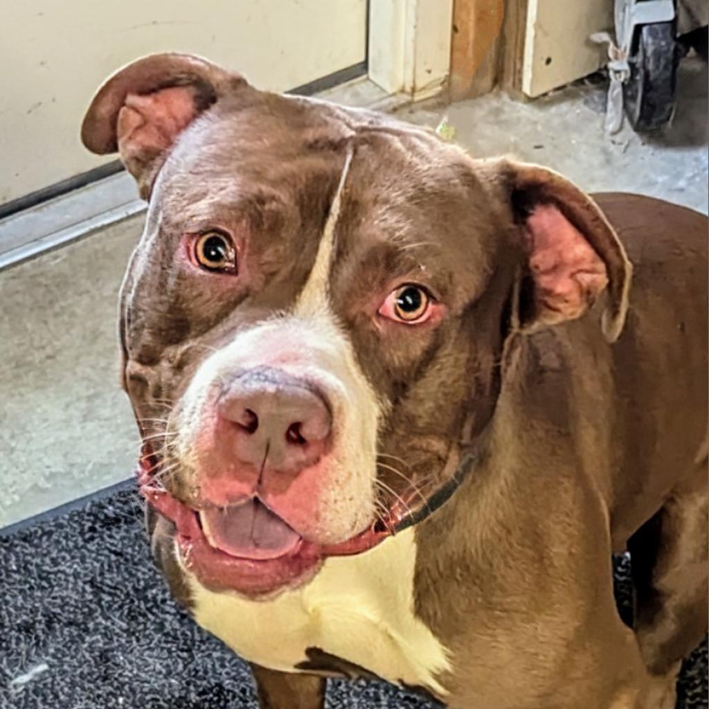 Enlarge Whistle, a Adoptable Mixed Breed in Marysville, OH image 3/6