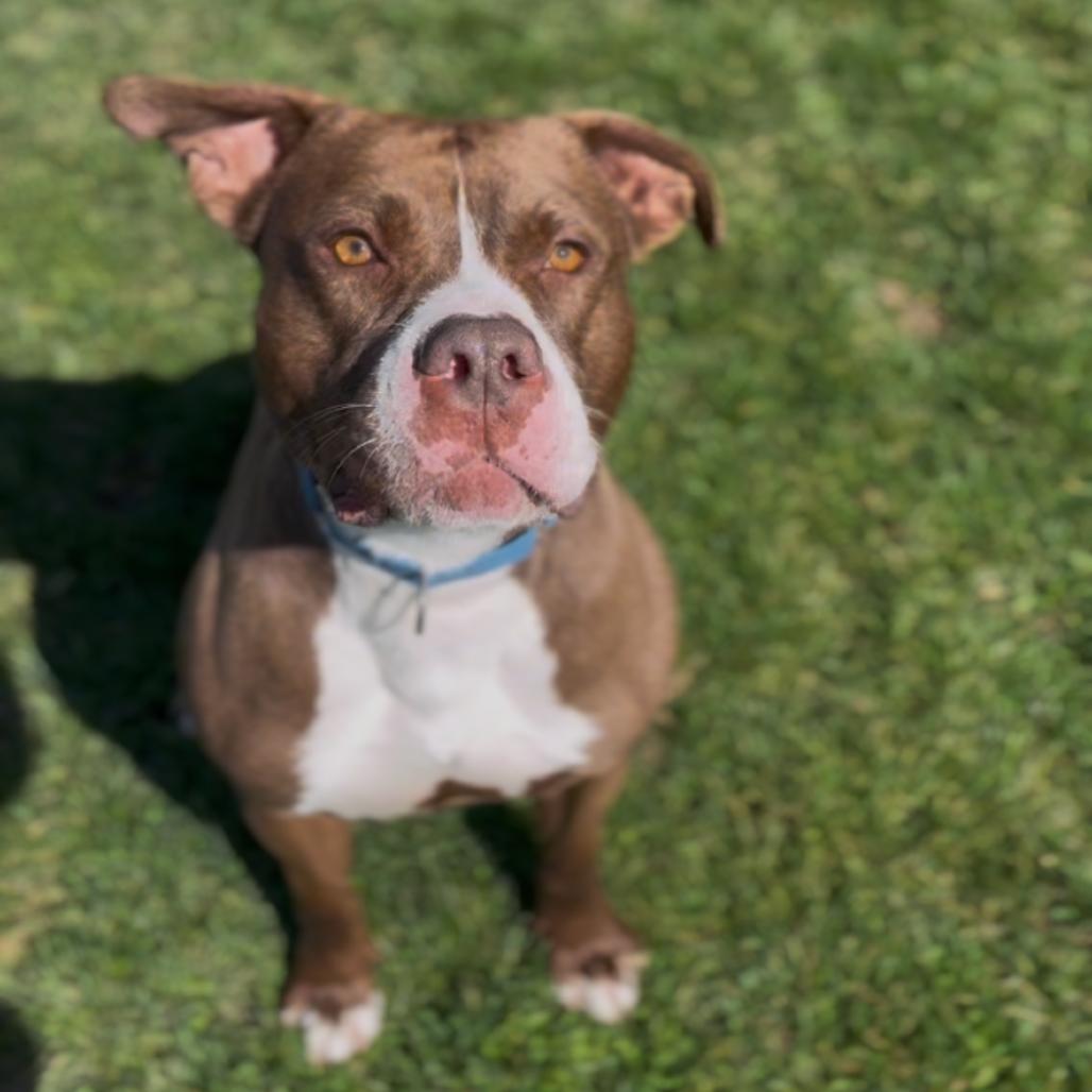 Enlarge Whistle, a Adoptable mixed breed in Marysville, OH image 3/6