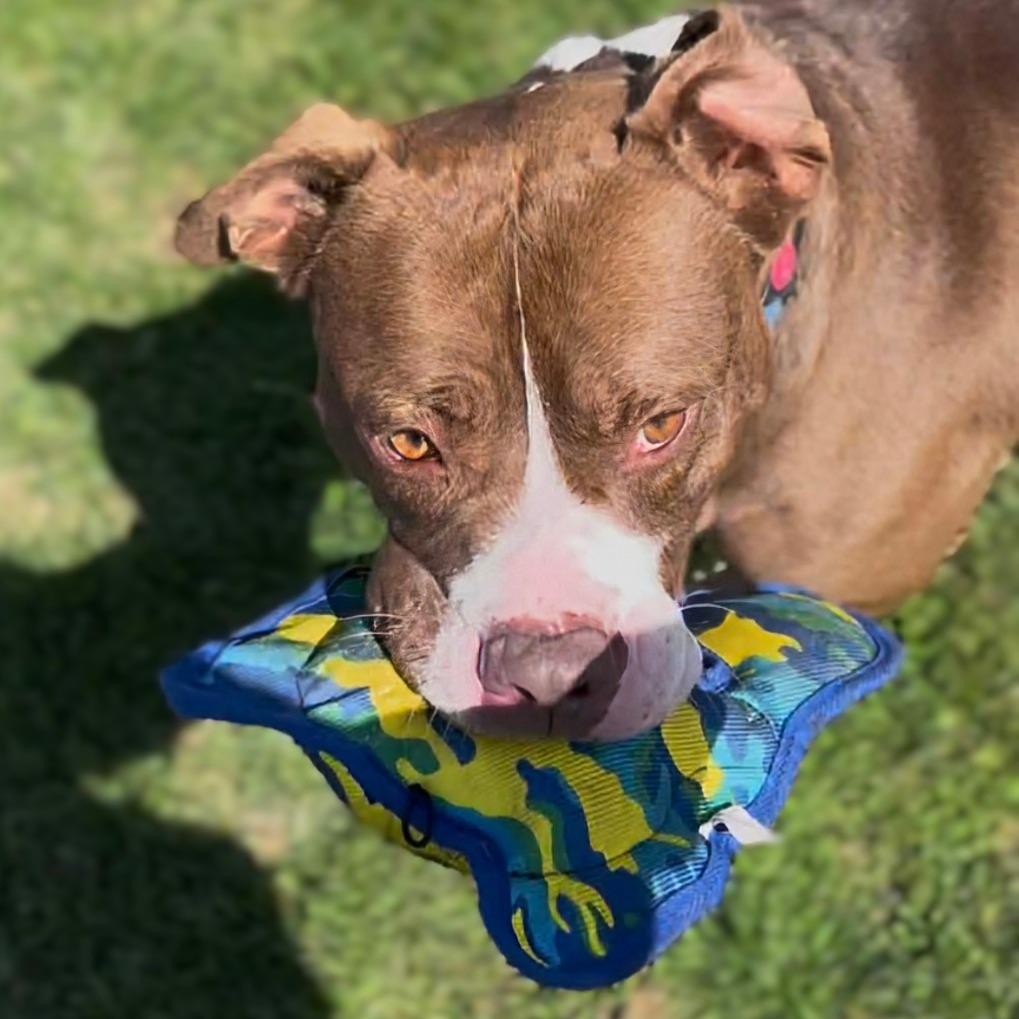 Enlarge Whistle, a Adoptable Mixed Breed in Marysville, OH image 3/6