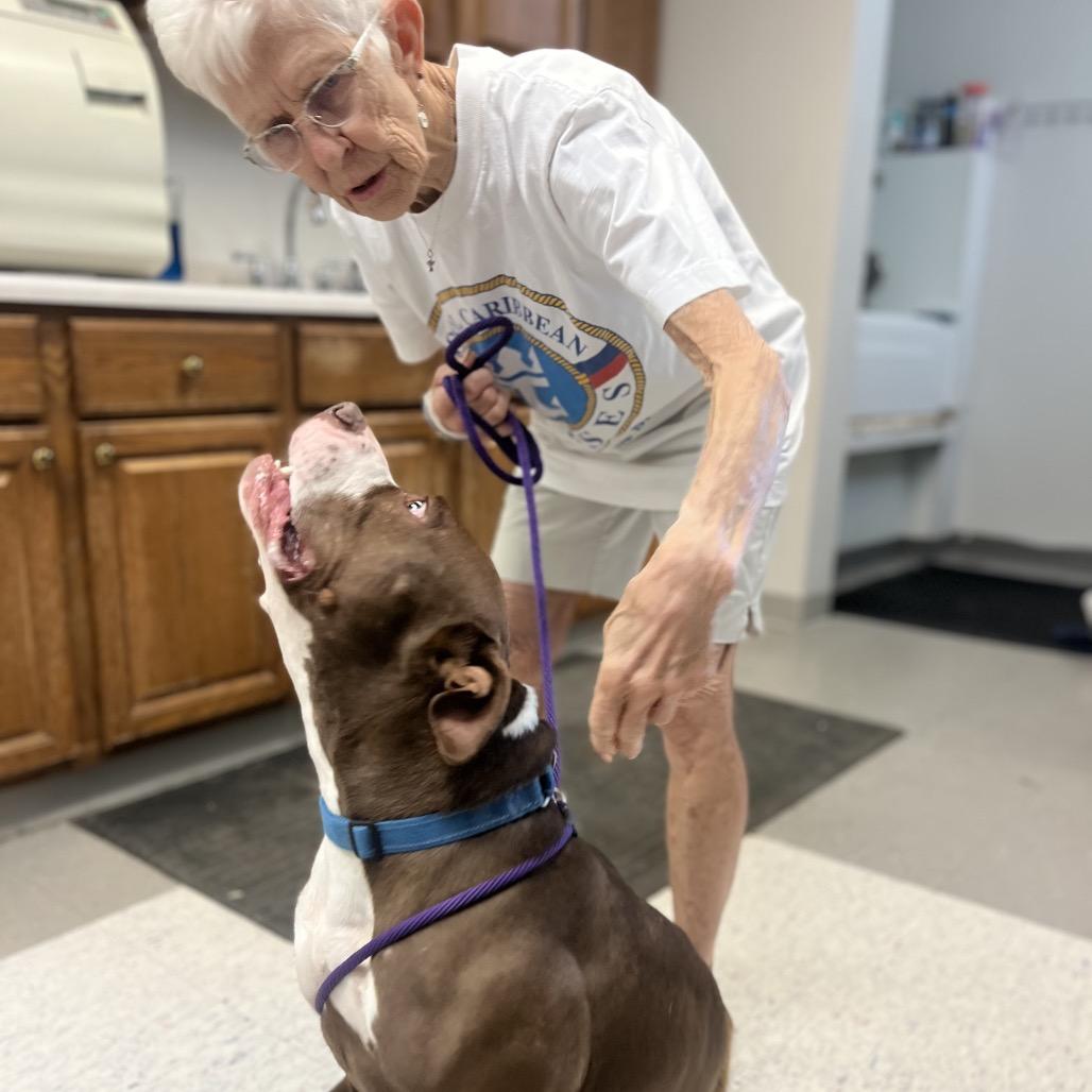 Enlarge Whistle, a Adoptable mixed breed in Marysville, OH image 4/6