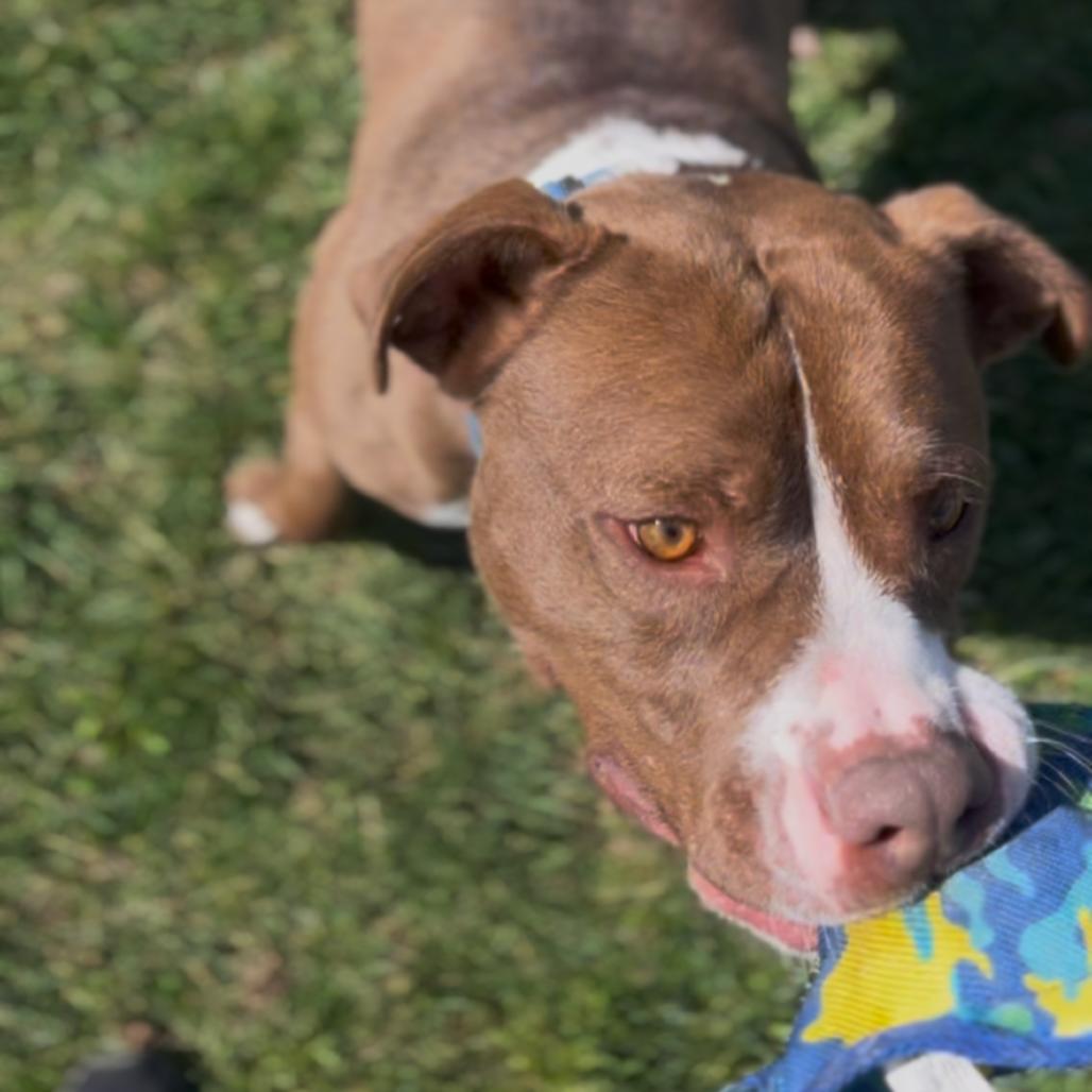 Enlarge Whistle, a Adoptable mixed breed in Marysville, OH image 5/6