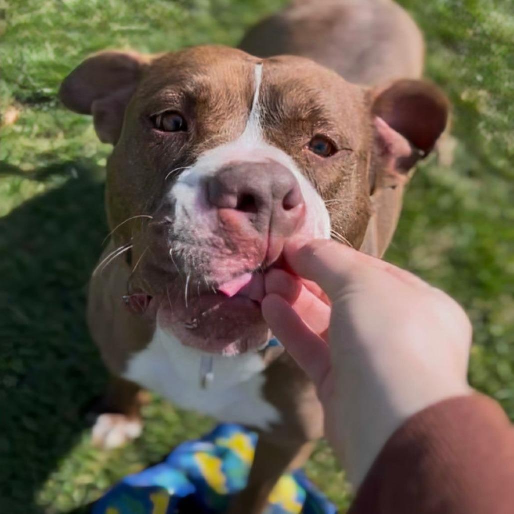 Enlarge Whistle, a Adoptable Mixed Breed in Marysville, OH image 4/6