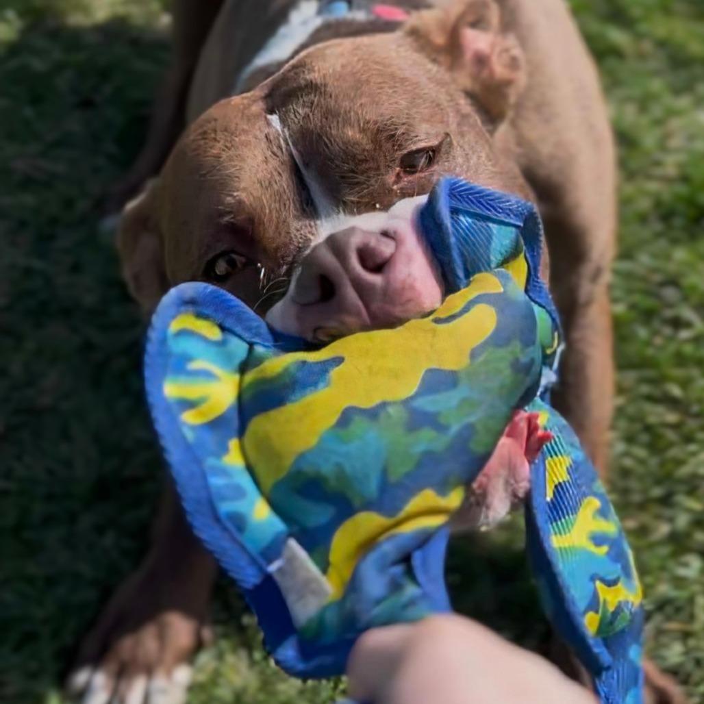 Enlarge Whistle, a Adoptable Mixed Breed in Marysville, OH image 5/6