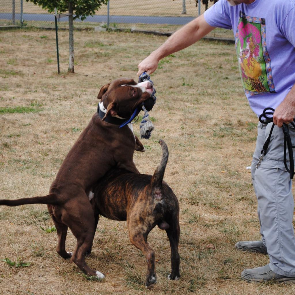 Enlarge Whistle, a Adoptable Mixed Breed in Marysville, OH image 4/6