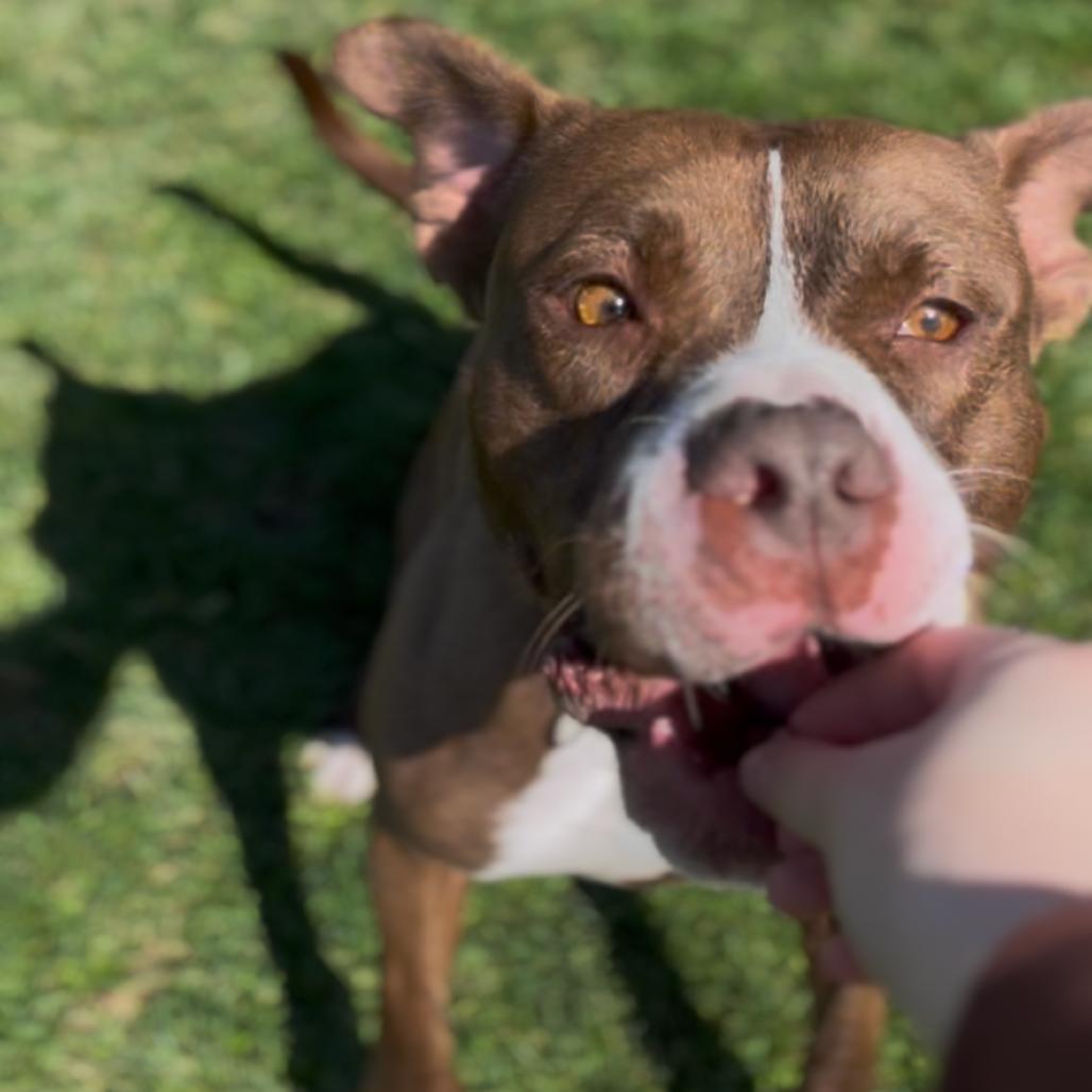Enlarge Whistle, a Adoptable mixed breed in Marysville, OH image 6/6