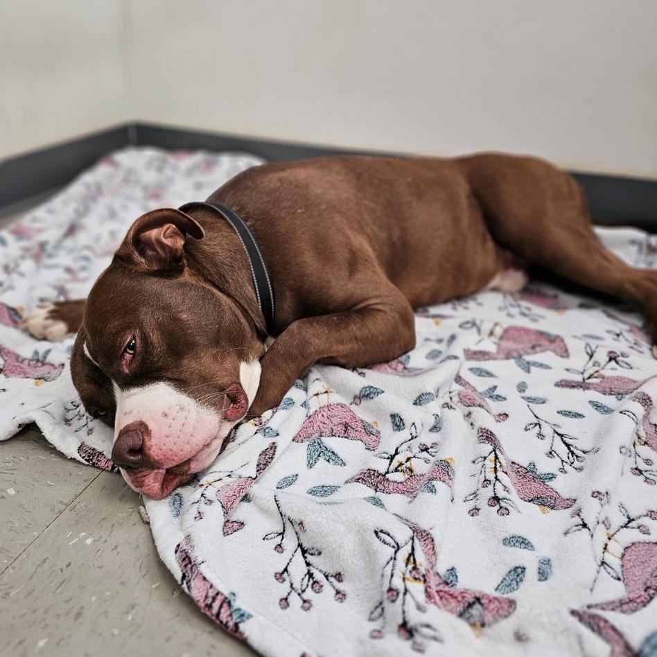 Enlarge Whistle, a Adoptable Mixed Breed in Marysville, OH image 6/6