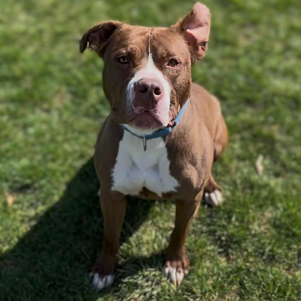 Enlarge Whistle, a Adoptable Mixed Breed in Marysville, OH image 6/6