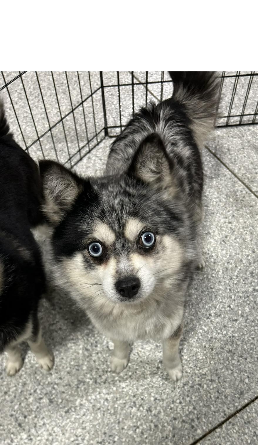 Shamas. Small 14 lbs , a Adoptable mixed breed in Antwerp, OH image 1/2