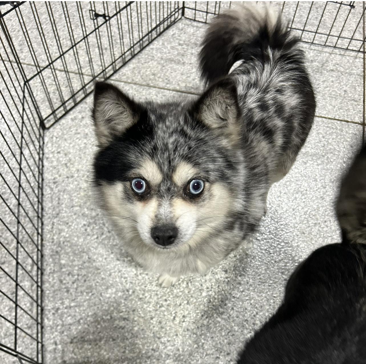 Shamas. Small 14 lbs , a Adoptable mixed breed in Antwerp, OH image 2/2