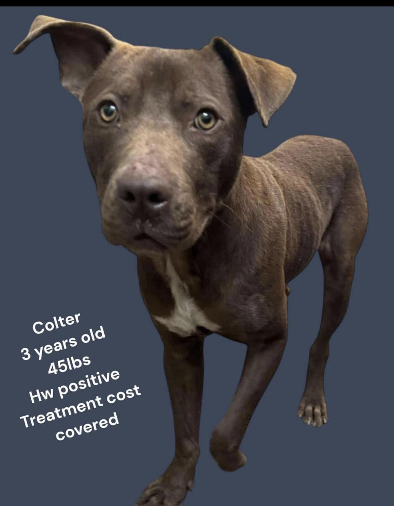 Colter, Adoptable, Adult Male Mixed Breed.