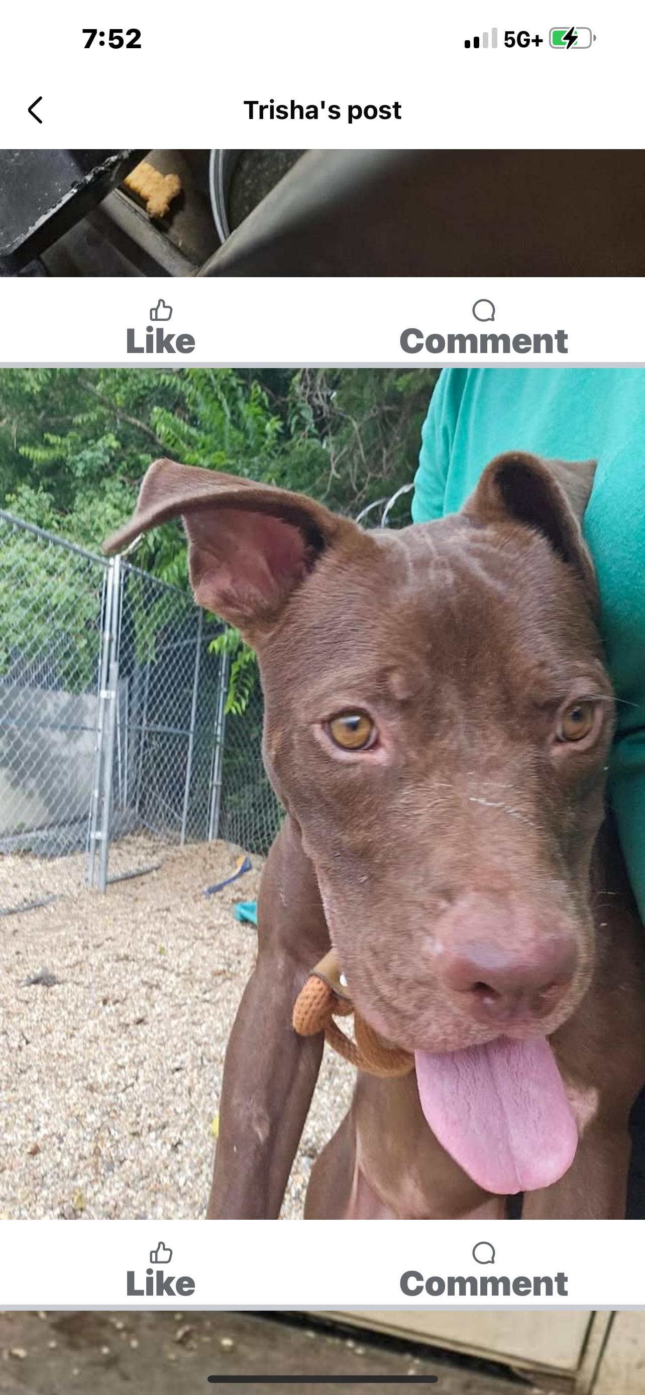 Enlarge Colter, a Adoptable Mixed Breed in Rayne, LA image 3/3