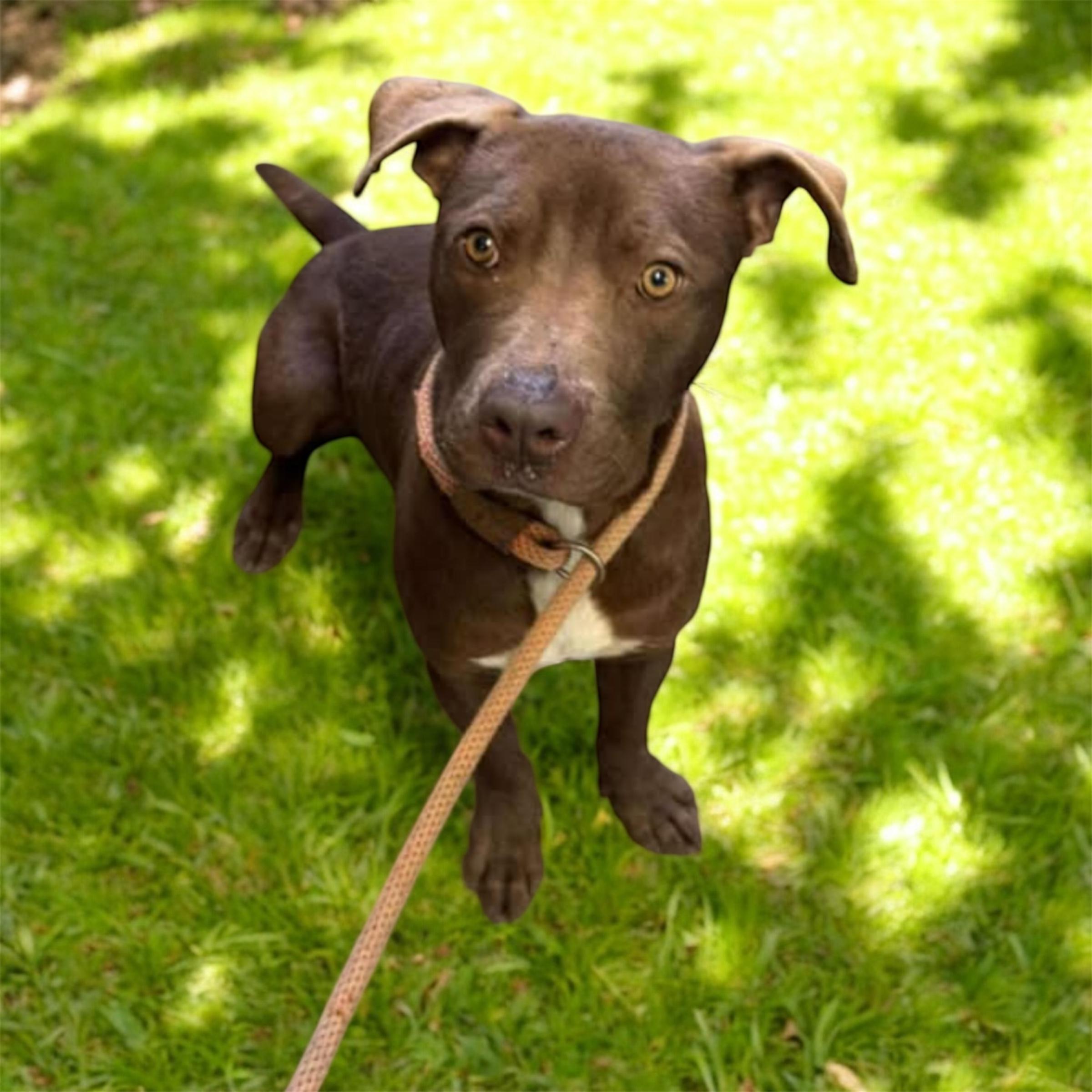 Enlarge Colter, a Adoptable Mixed Breed in Rayne, LA image 1/3
