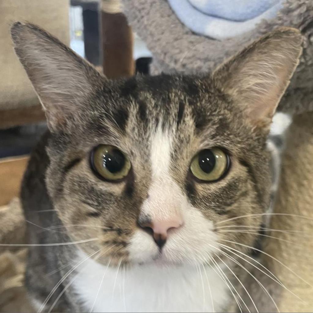 Enlarge Alan, a Adoptable Domestic Short Hair in Sheridan, WY image 1/1