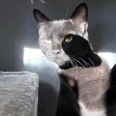 Fiona, Adoptable, Young Female Domestic Short Hair.