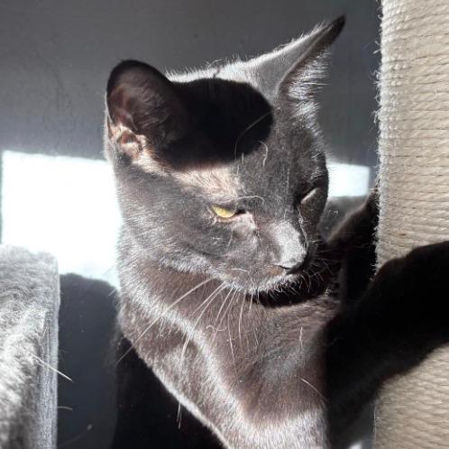 Fiona, a Adoptable Domestic Short Hair in Stagecoach, NV image 2/2