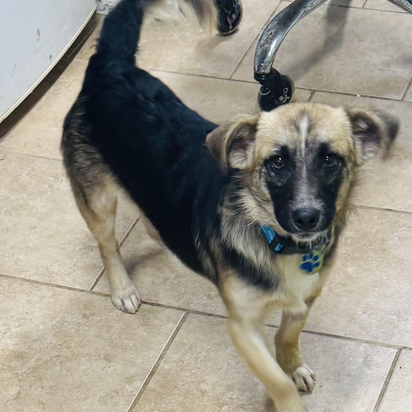 Enlarge Gizmo, a ADOPTABLE mixed breed in Louisburg, KS image 3/6