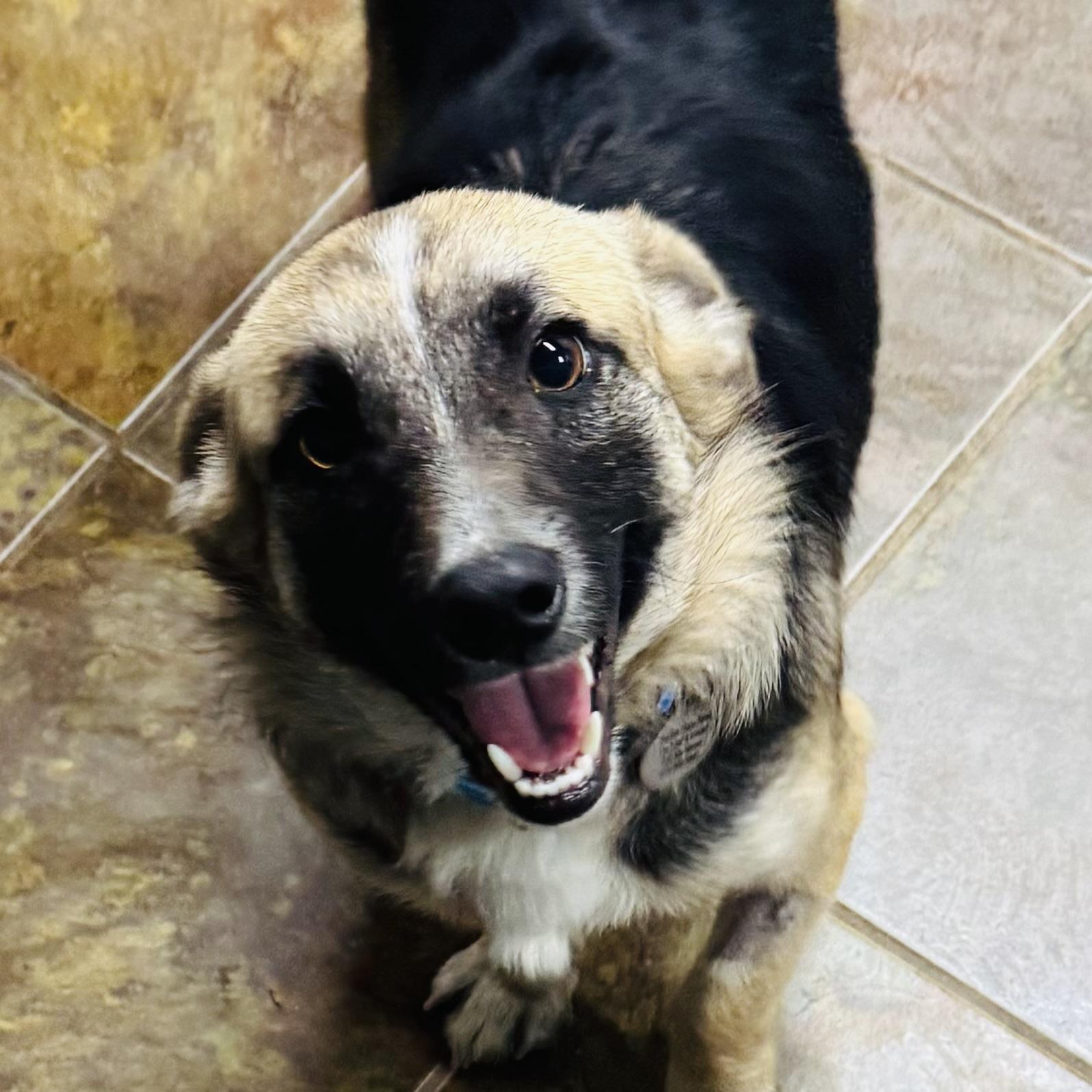 Enlarge Gizmo, a ADOPTABLE mixed breed in Louisburg, KS image 1/6