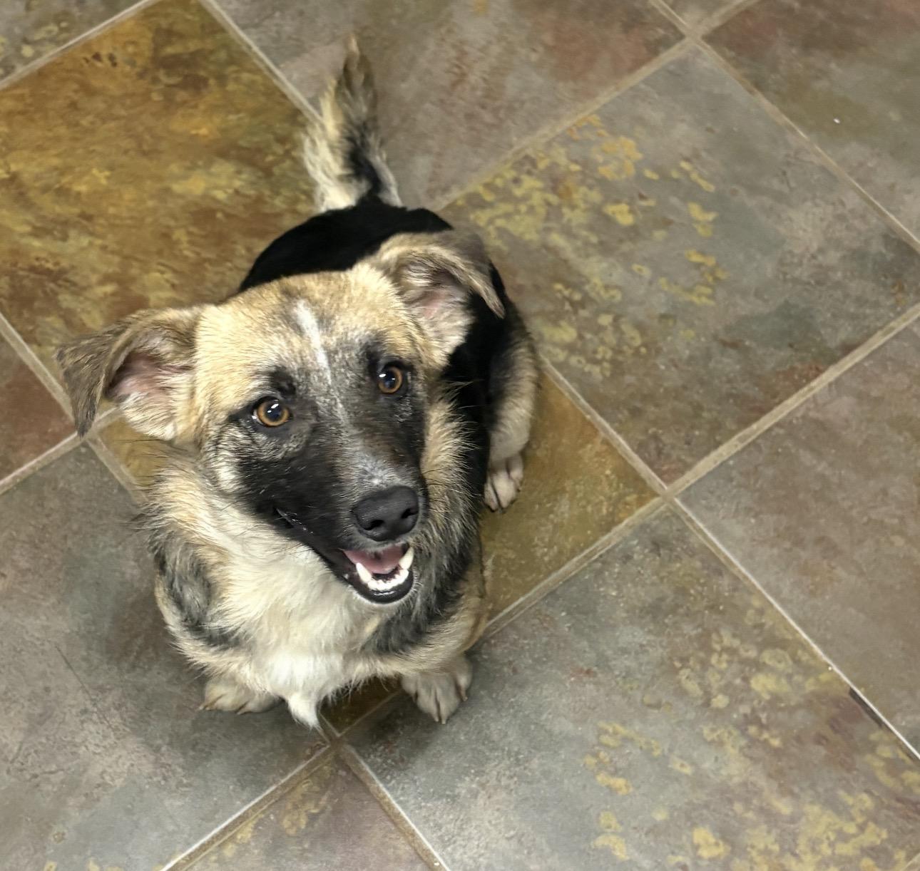 Enlarge Gizmo, a ADOPTABLE mixed breed in Louisburg, KS image 5/6