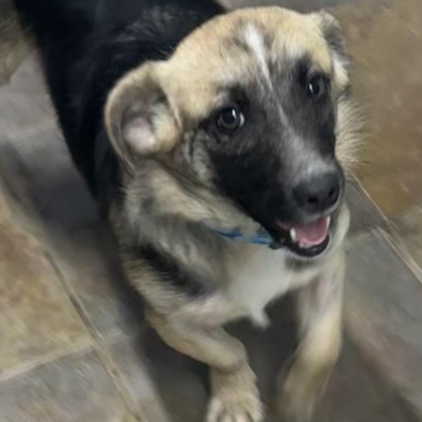 Enlarge Gizmo, a ADOPTABLE mixed breed in Louisburg, KS image 2/6