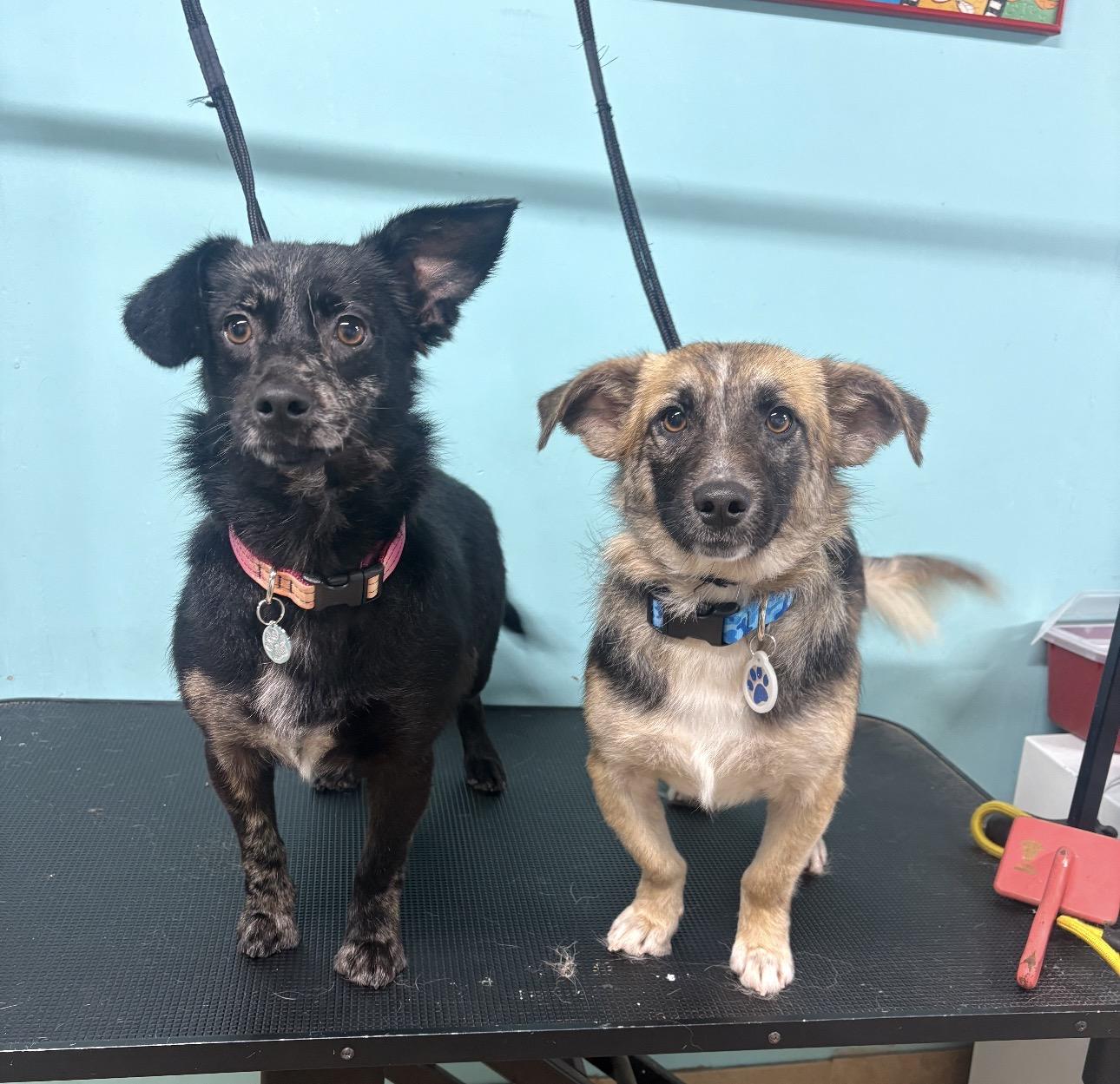 Enlarge Gizmo, a ADOPTABLE mixed breed in Louisburg, KS image 6/6