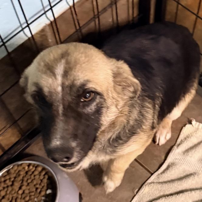 Enlarge Gizmo, a ADOPTABLE mixed breed in Louisburg, KS image 4/6