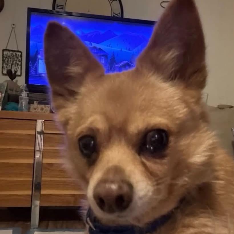 Vito, Adoptable, Senior Male Chihuahua & Pomeranian.