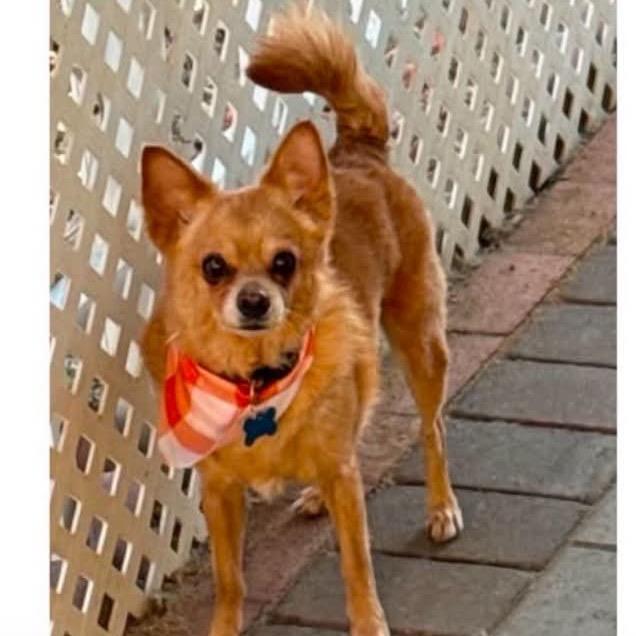 Enlarge Vito, a Adoptable mixed breed in Phoenix, AZ image 2/2