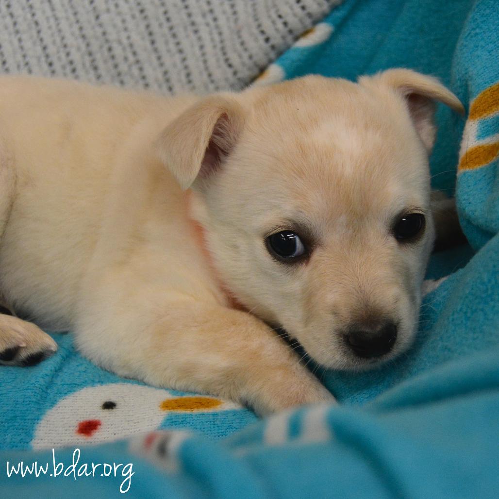 Enlarge Polar, a Adoptable mixed breed in Cheyenne, WY image 1/2