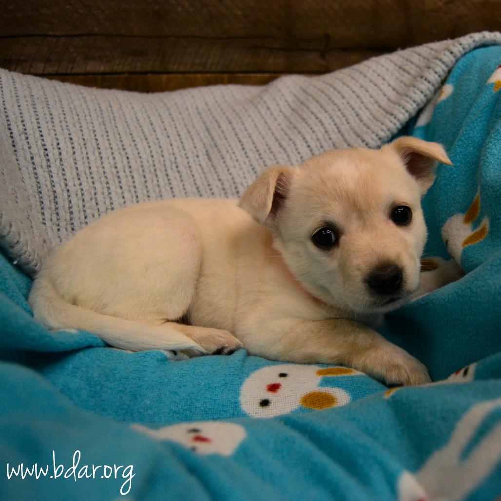 Enlarge Polar, a Adoptable mixed breed in Cheyenne, WY image 2/2