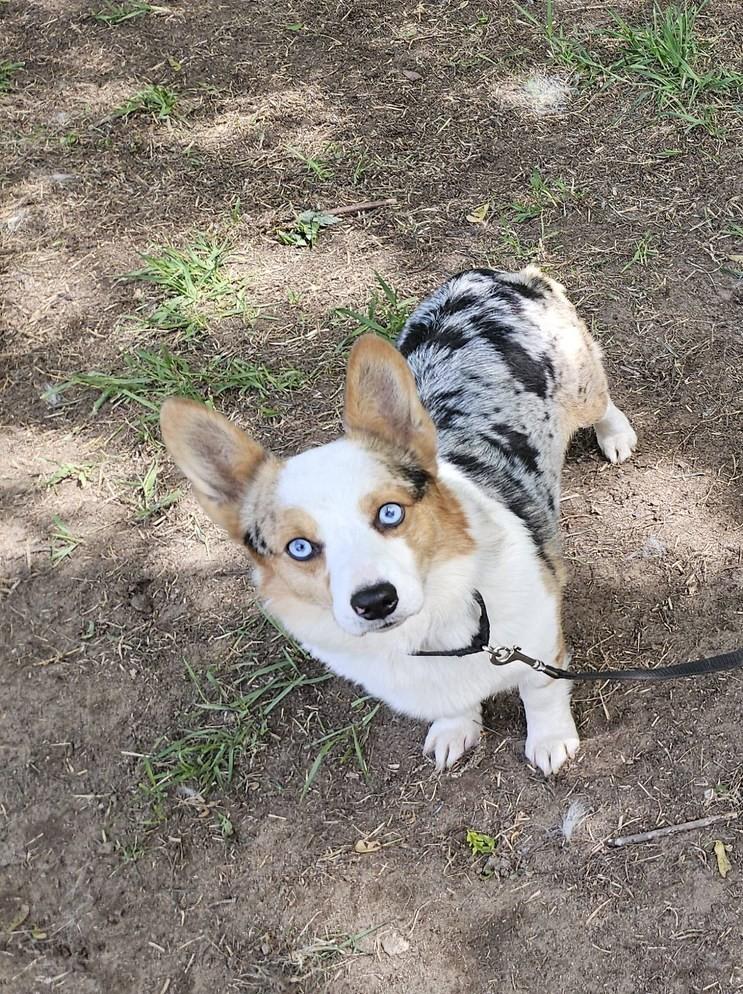 Bambino(Blue June)-I26007, adopted, Adult Male Corgi & Cardigan Welsh Corgi.