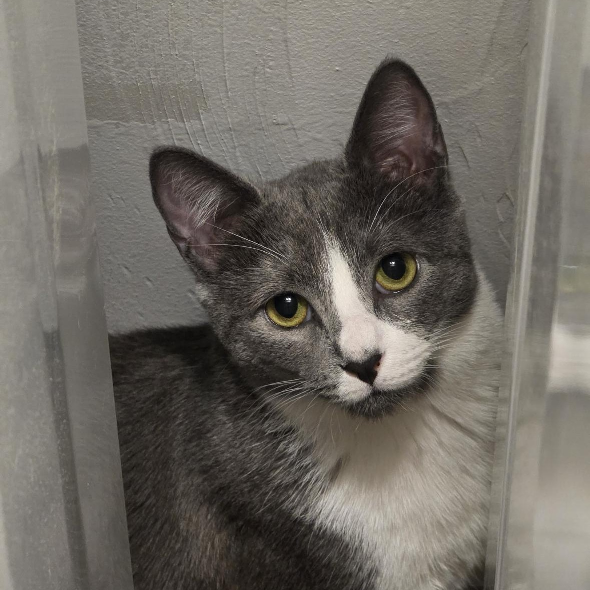 Kinski, the Velcro cat-of-a- lifetime (with that one unpopular feline special need), a ADOPTABLE Domestic Short Hair in Gardiner, NY image 4/6
