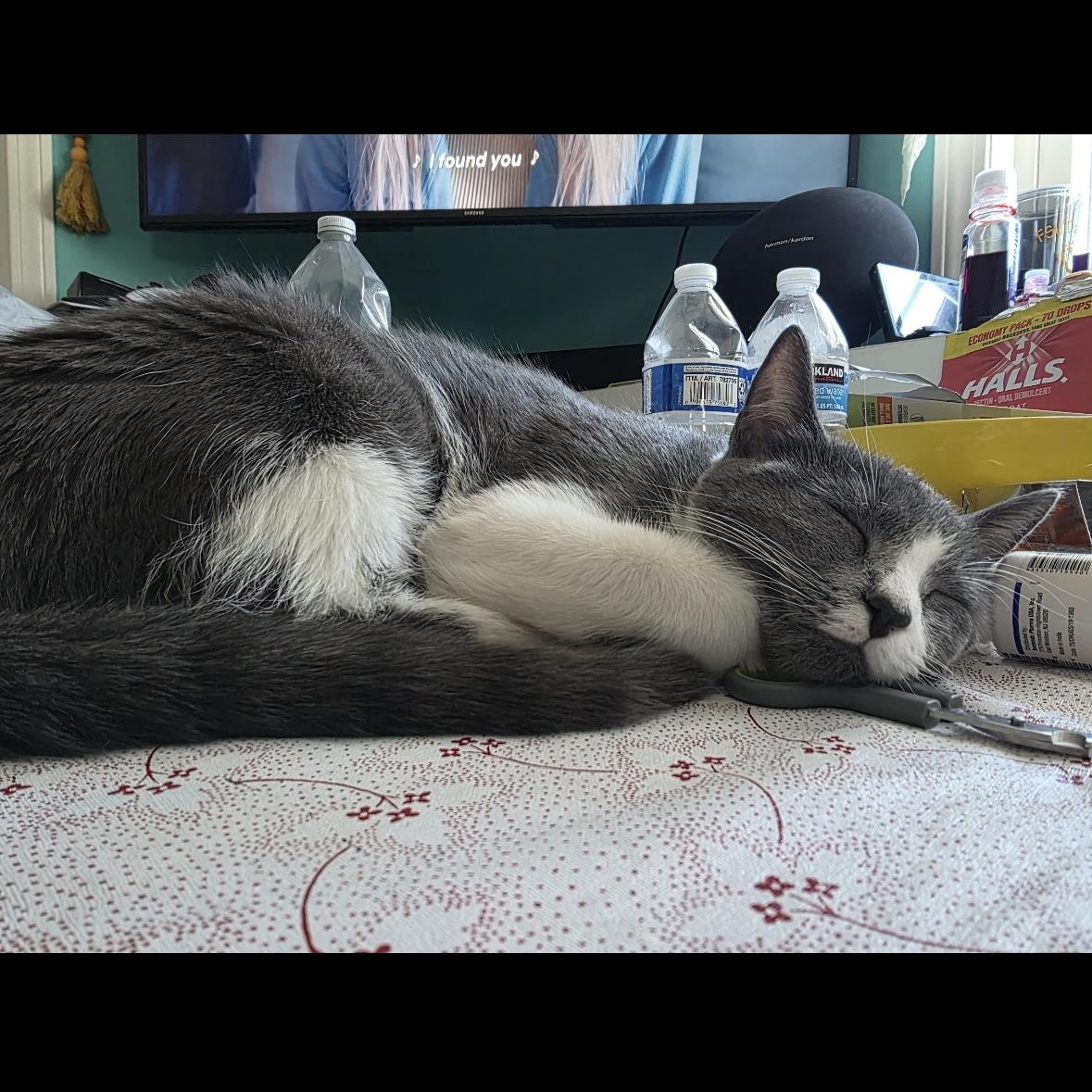Kinski, the Velcro cat-of-a- lifetime (with that one unpopular feline special need), a ADOPTABLE Domestic Short Hair in Gardiner, NY image 6/6
