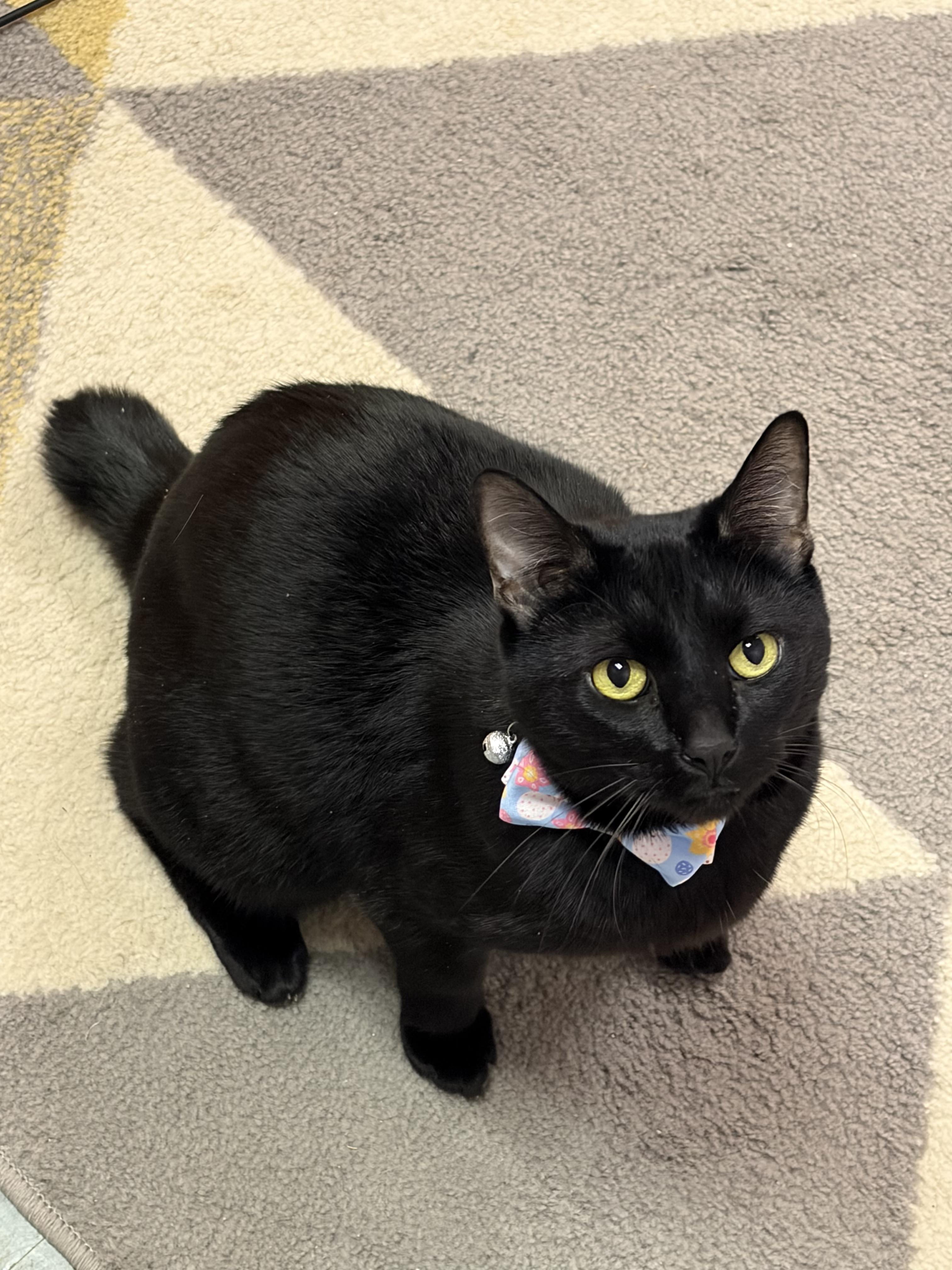 Onyx, ADOPTABLE, Adult Male Manx & American Bobtail.