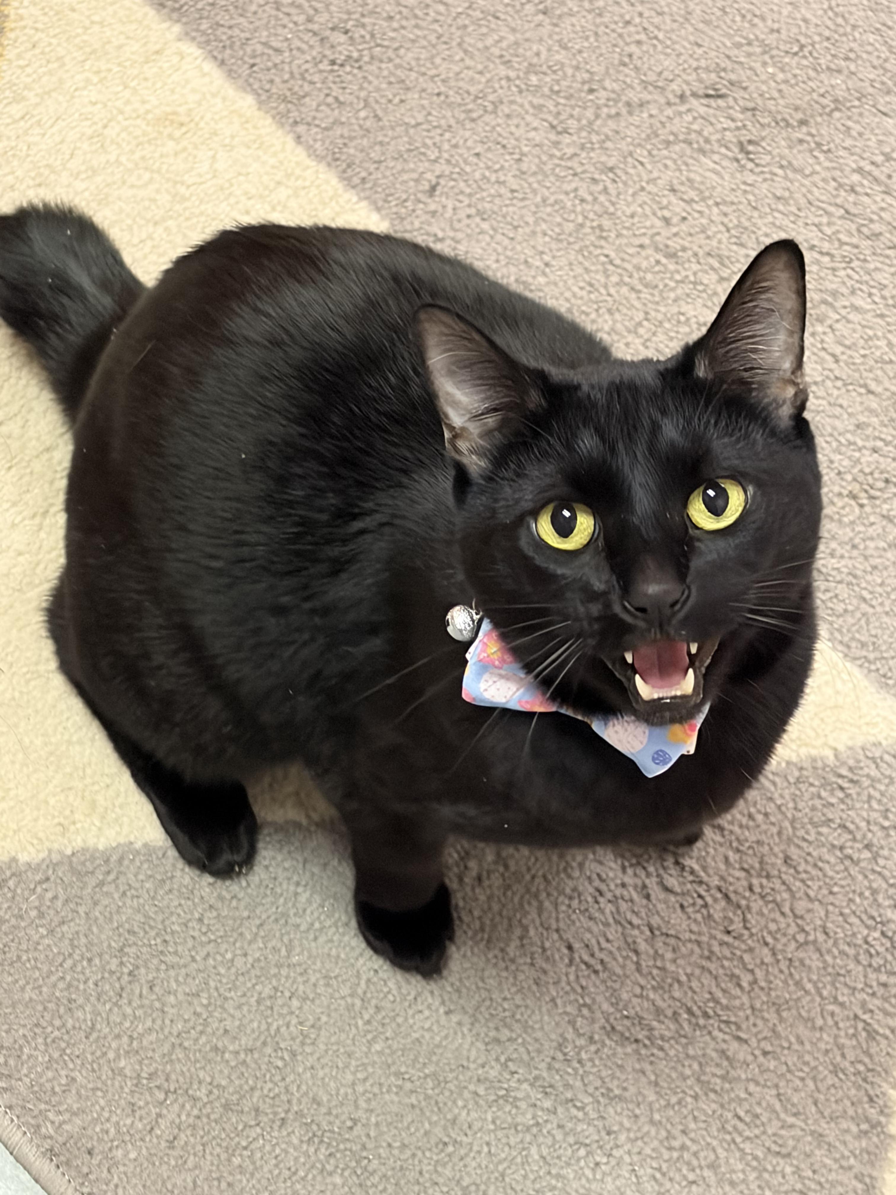 Enlarge Onyx, a ADOPTABLE mixed breed in Louisville, OH image 3/3