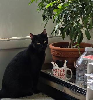 Onyx, ADOPTABLE, Adult Male Manx & American Bobtail.