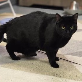 Enlarge Onyx, a ADOPTABLE mixed breed in Louisville, OH image 2/3