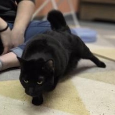 Enlarge Onyx, a ADOPTABLE mixed breed in Louisville, OH image 3/3