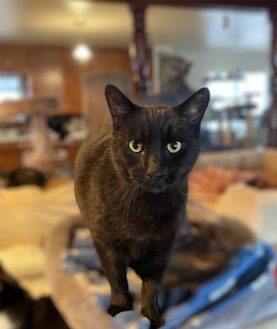 Enlarge Maverick, a Adoptable Domestic Short Hair in Palo Cedro, CA image 1/1