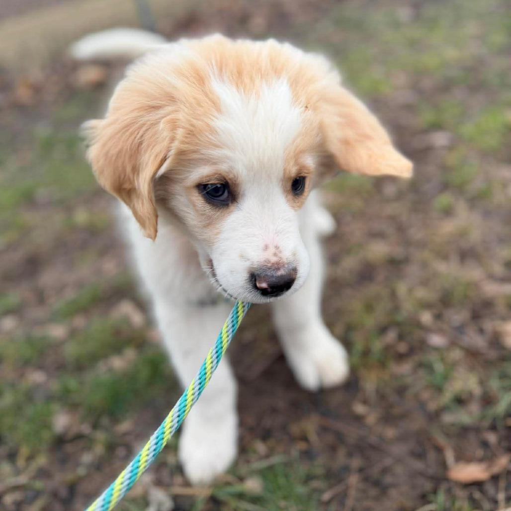 Enlarge Hercules, a Adoptable mixed breed in Jackson, MO image 1/6