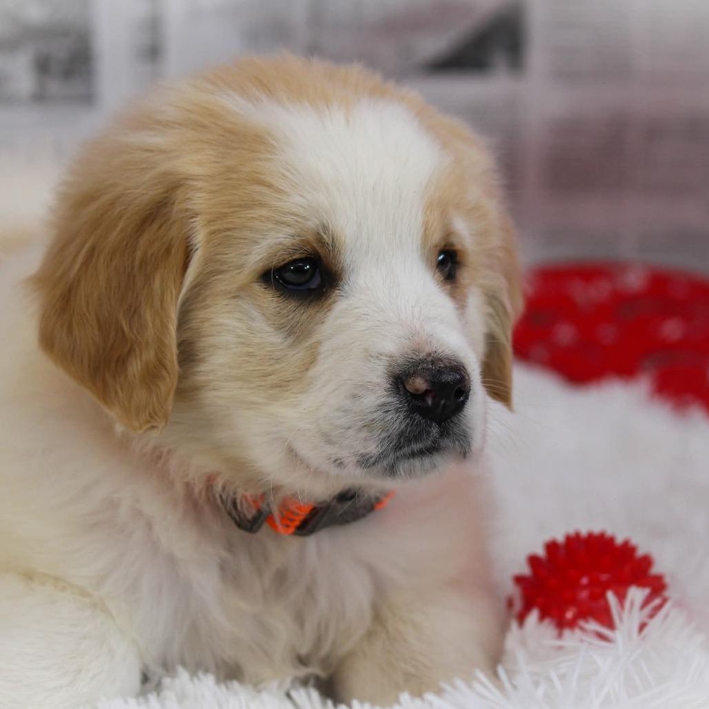 Enlarge Hercules, a Adoptable mixed breed in Jackson, MO image 2/6