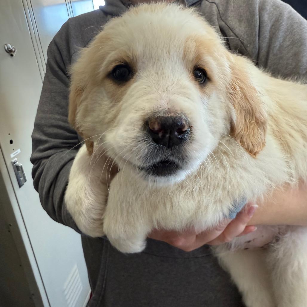 Enlarge Hercules, a Adoptable mixed breed in Jackson, MO image 3/6