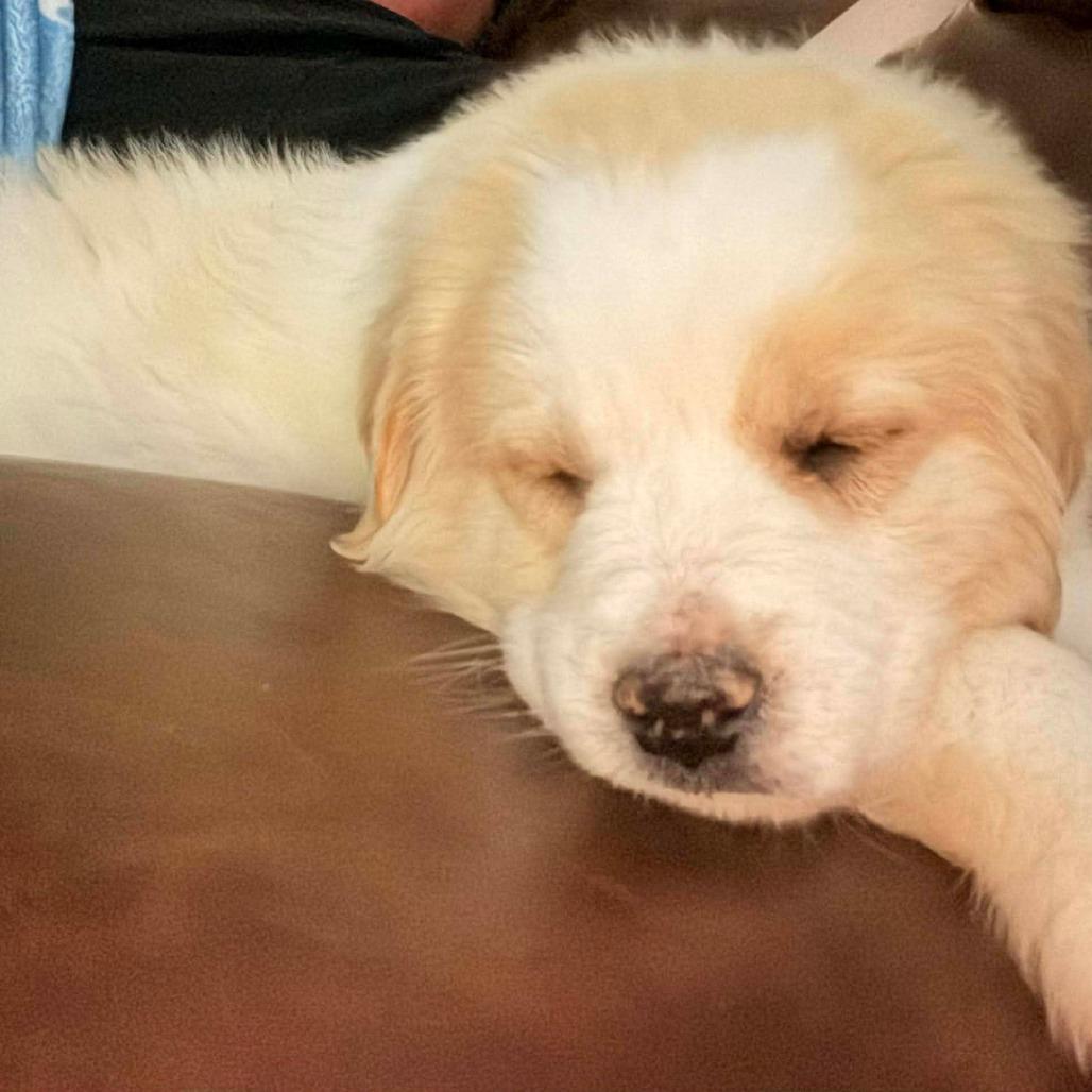 Enlarge Hercules, a Adoptable mixed breed in Jackson, MO image 6/6