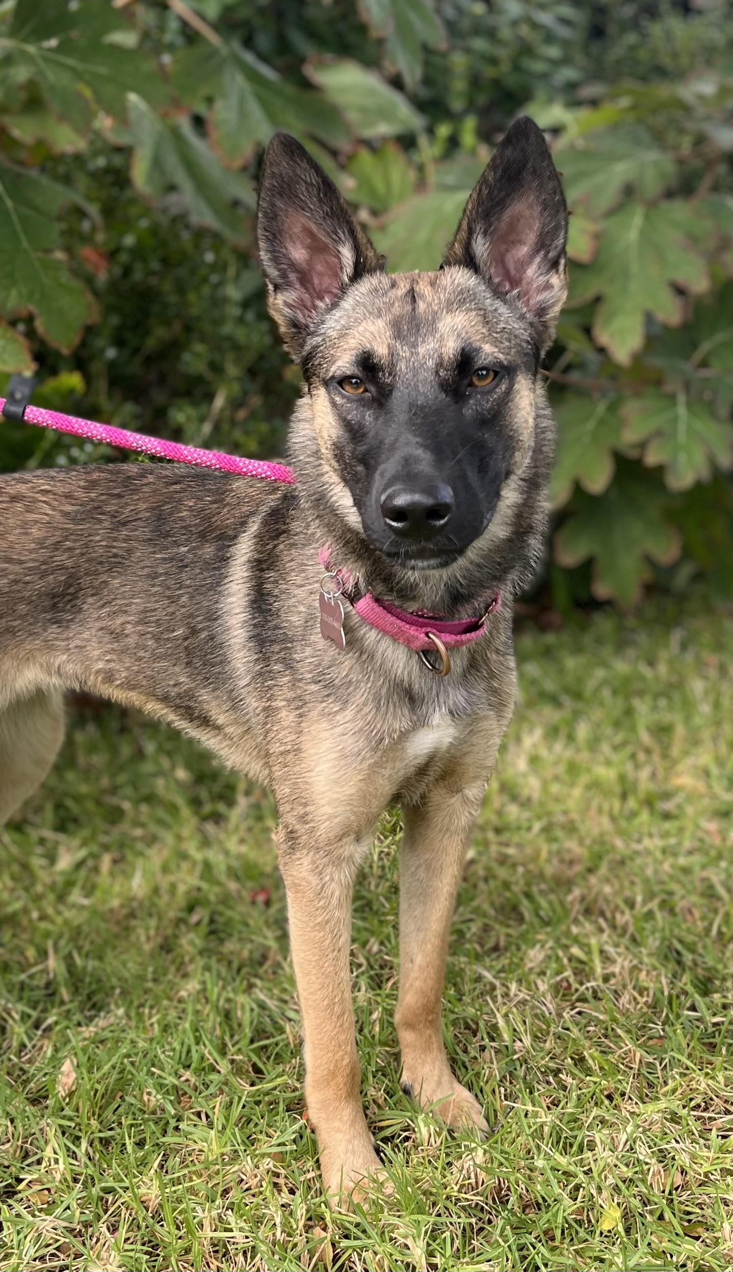 Enlarge SANDY, a ADOPTABLE mixed breed in Los Angeles, CA image 1/4