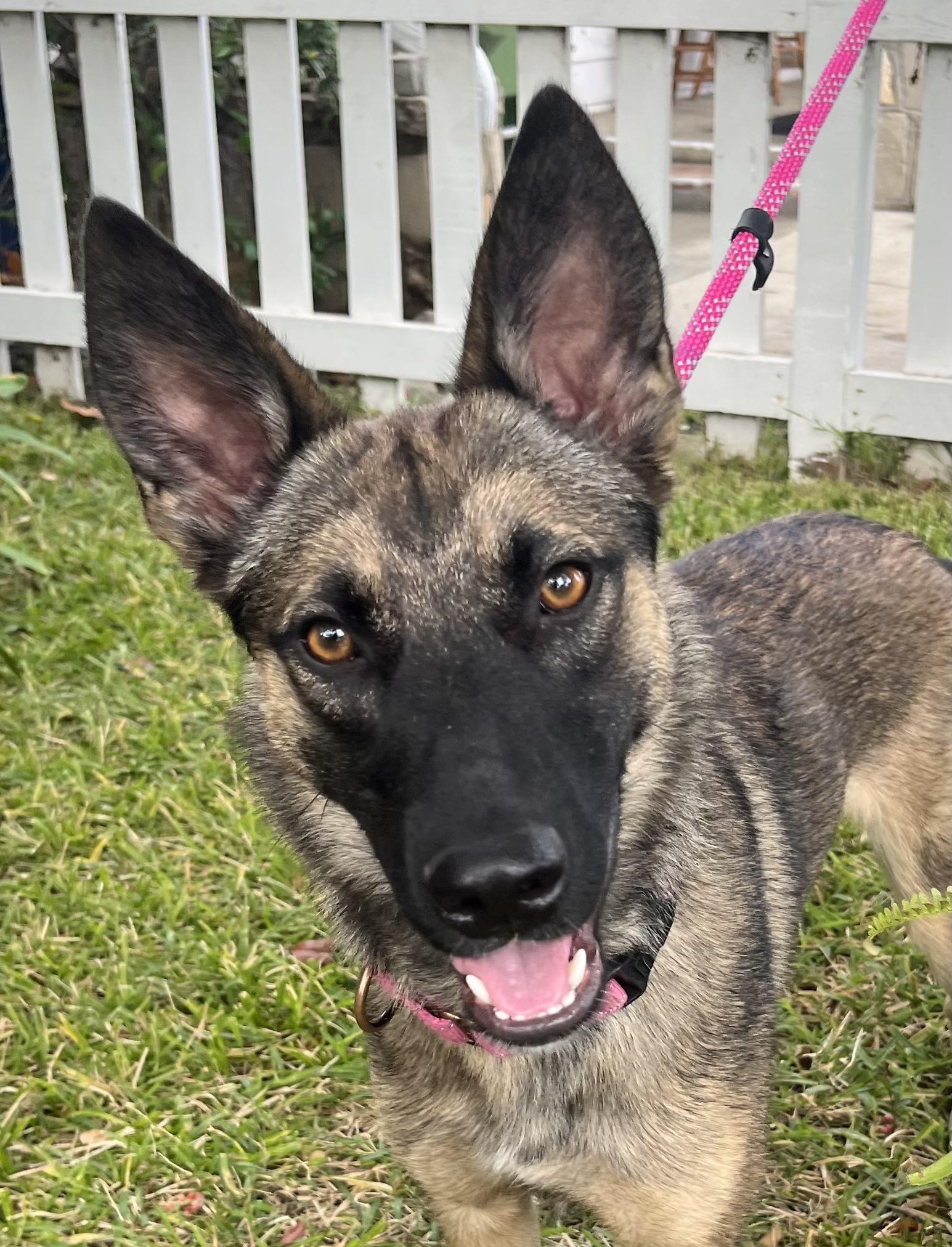 Enlarge SANDY, a ADOPTABLE mixed breed in Los Angeles, CA image 4/4
