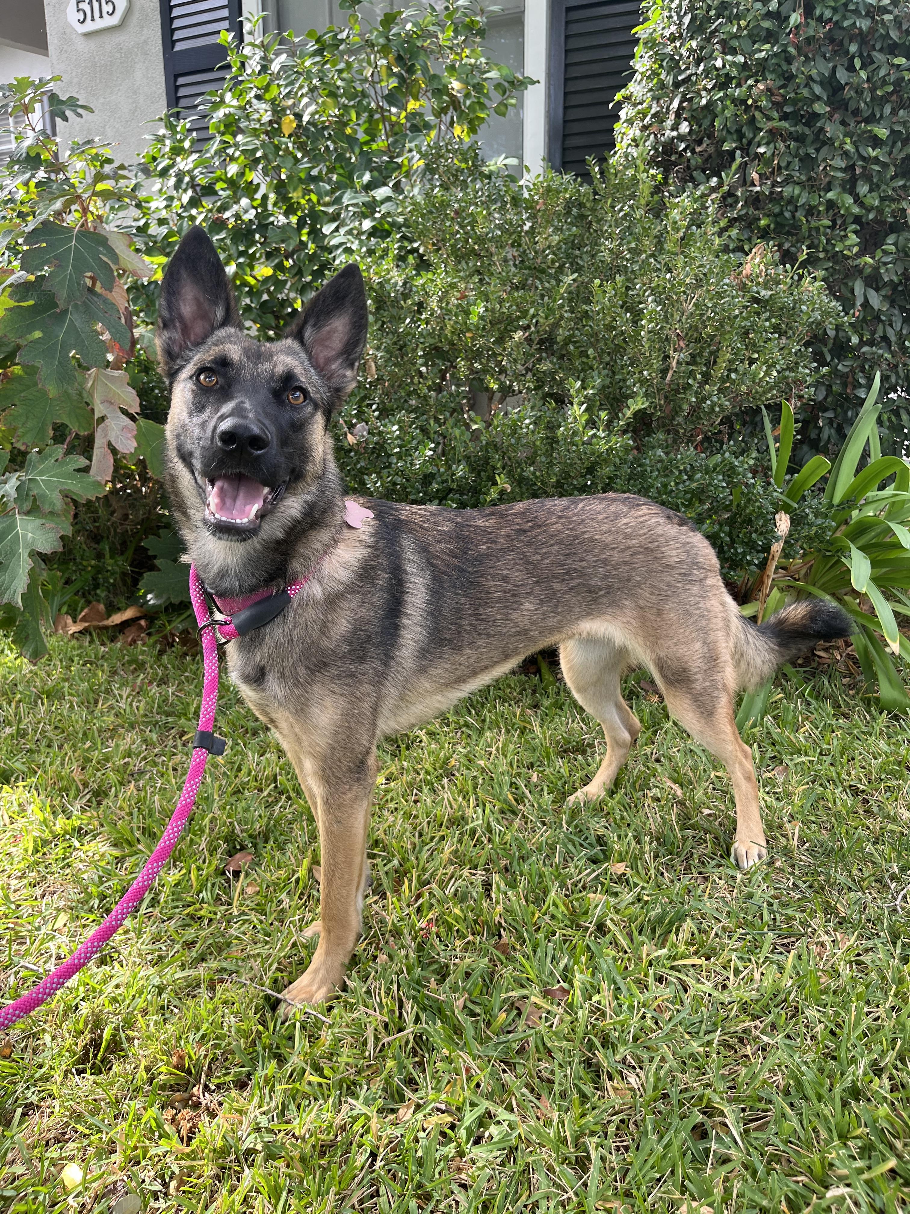 Enlarge SANDY, a ADOPTABLE mixed breed in Los Angeles, CA image 3/4
